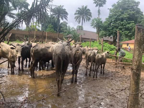 Bekwarra Council Chairman Egbung Obama, Donates 12 Cows for 2025 Ipem Ihihe Cultural Festival